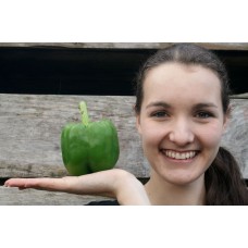 GREEN CAPSICUM LARGE Size Each  Pukekohe Grown